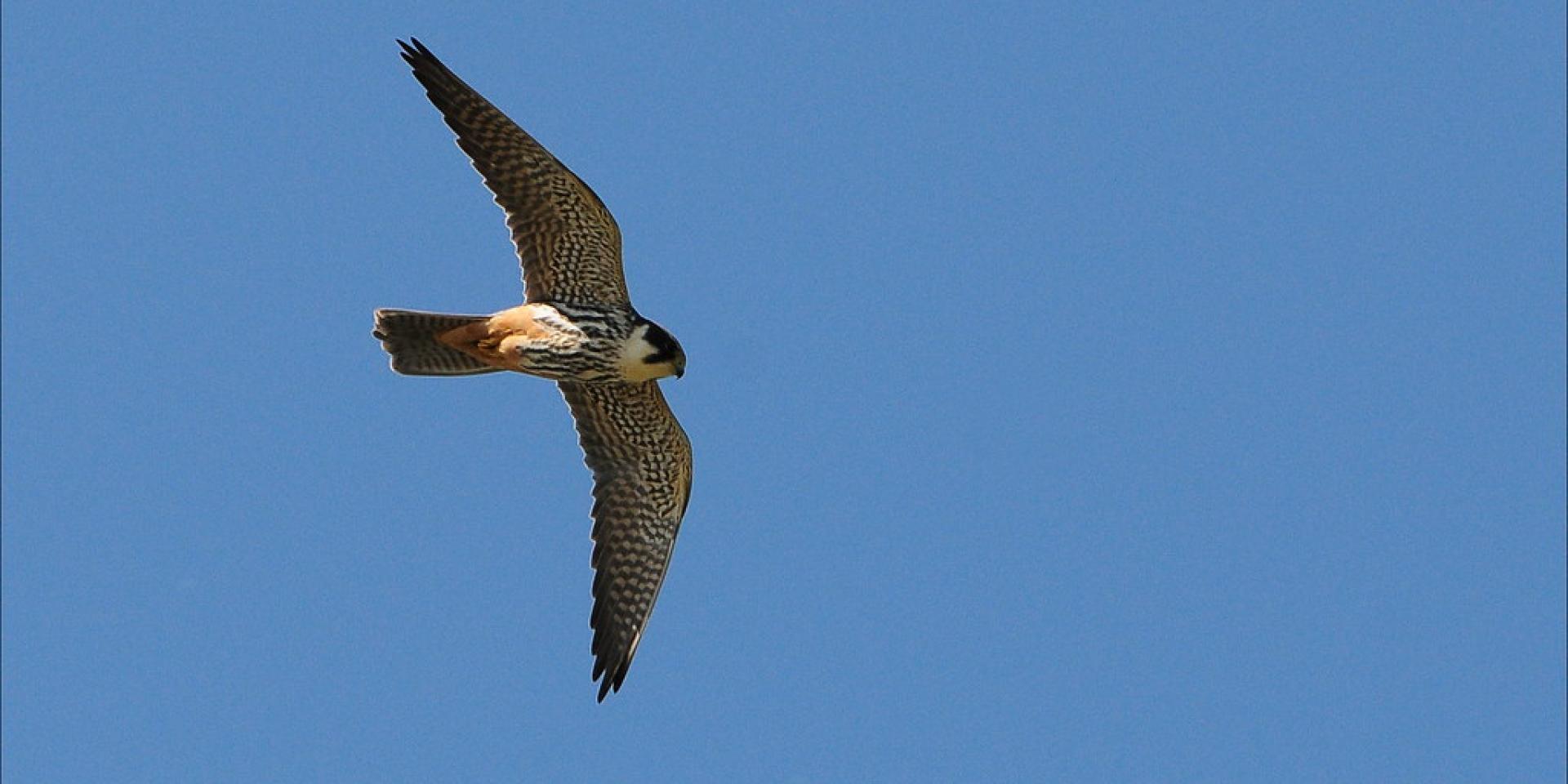 Other Birds From Aubrac To The Gorges Du Tarn