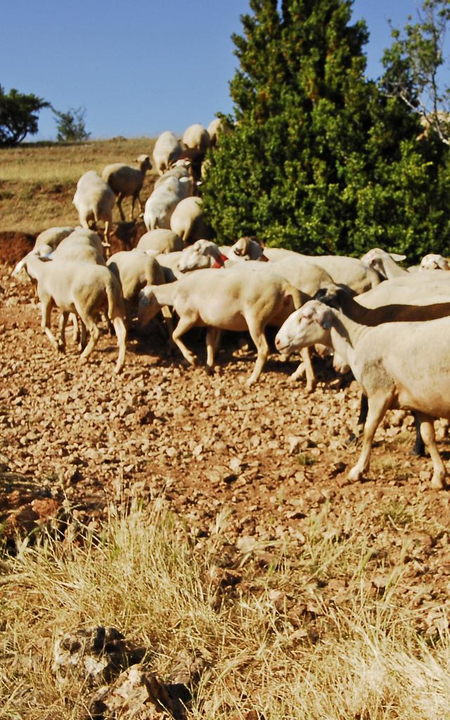 Herd of sheep on the Causse de Sauveterre with the shepherd and his dog