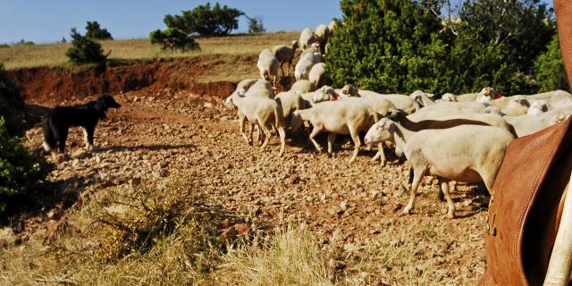 Troupeau de brebis sur le causse de Sauveterre avec le berger et son chien