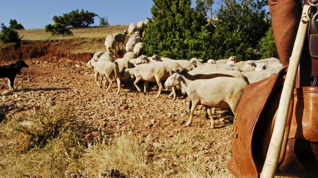 Troupeau de brebis sur le causse de Sauveterre avec le berger et son chien