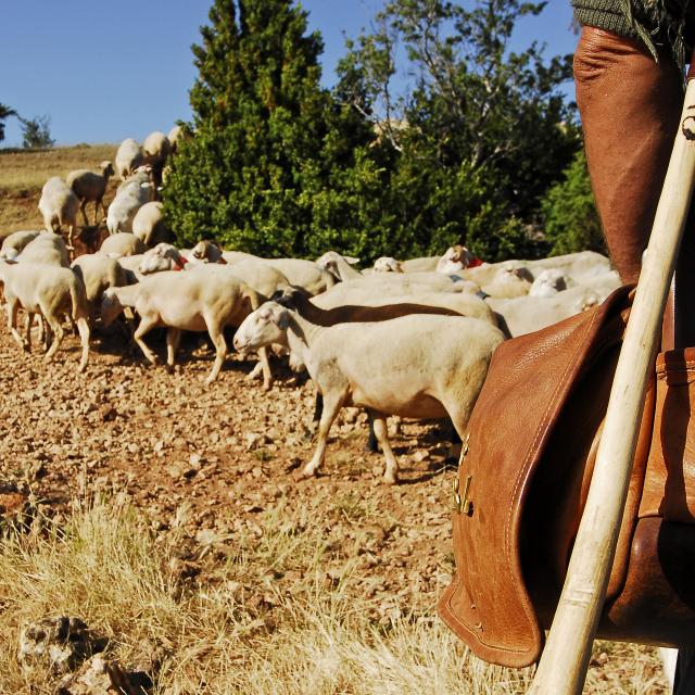 Troupeau de brebis sur le causse de Sauveterre avec le berger et son chien