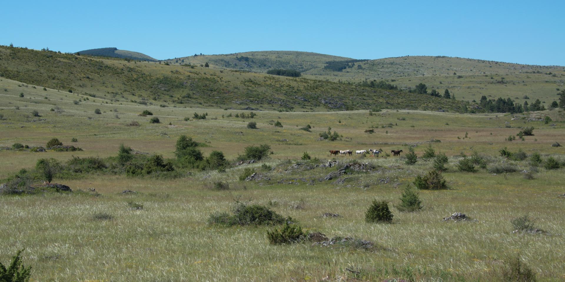 Causse Méjean, grands espaces nature sans trop de végétation