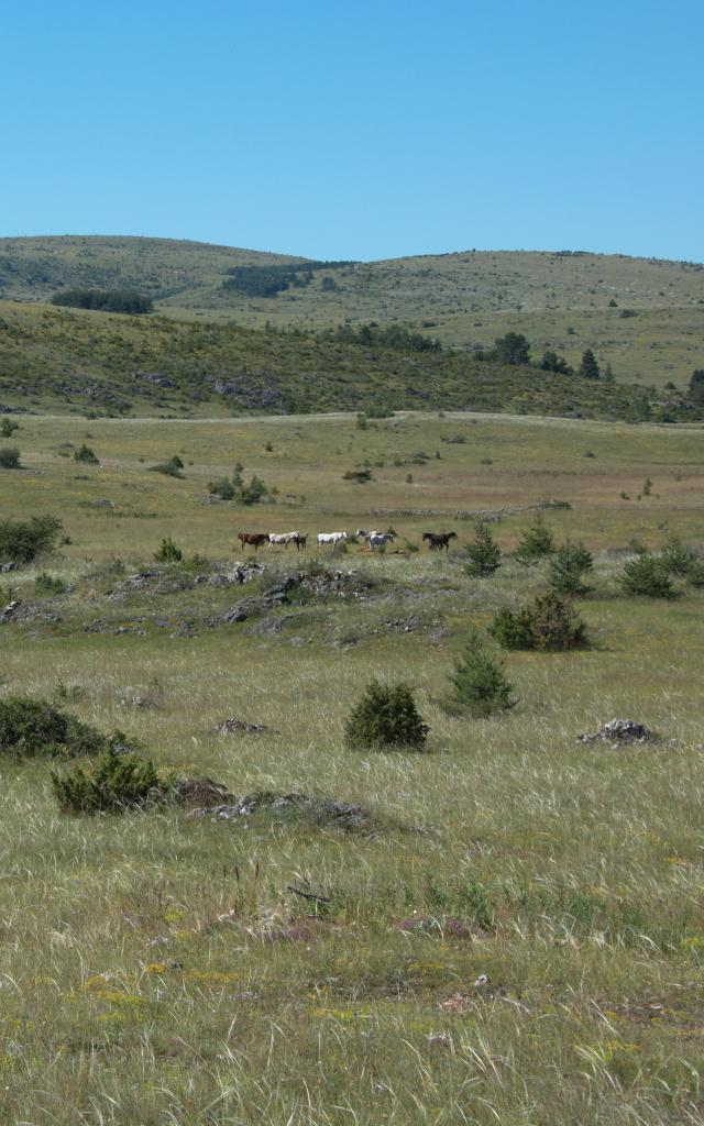 Causse Méjean, wide open spaces without too much vegetation