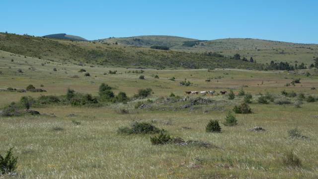 Causse Méjean, grands espaces nature sans trop de végétation