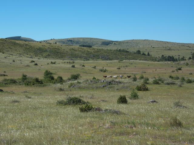 Causse Méjean, wide open spaces without too much vegetation