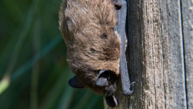 Chauve-souris - Vallon de l'Urugne