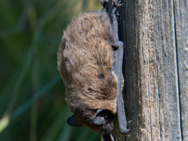 Chauve-souris - Vallon de l'Urugne