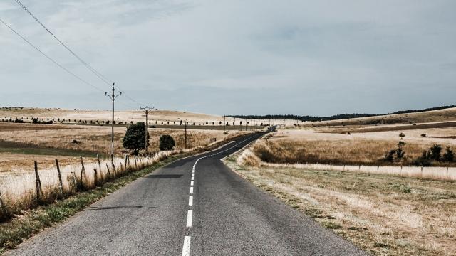 Route sur le Causse Méjean bordée de champs de cheveux d'ange