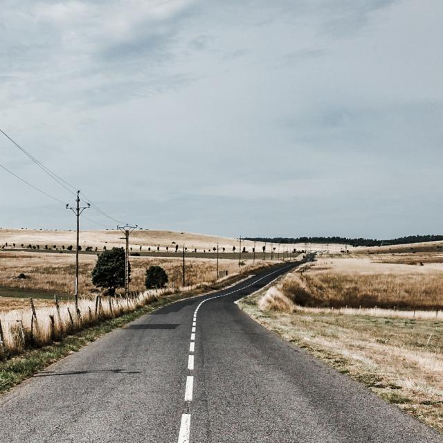 Route sur le Causse Méjean bordée de champs de cheveux d'ange