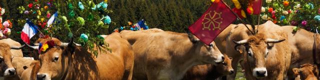 Vaches de race Aubrac décorées pour la Transhumance à Bonnecombe en Aubrac. La Fête de la transhumance a lieu le dimanche autour du 25 mai.