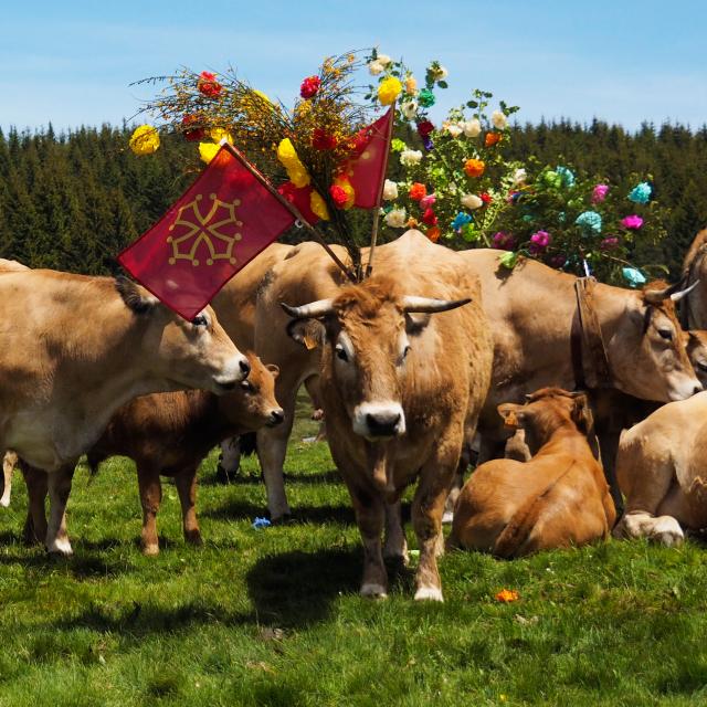 Vaches de race Aubrac décorées pour la Transhumance à Bonnecombe en Aubrac. La Fête de la transhumance a lieu le dimanche autour du 25 mai.