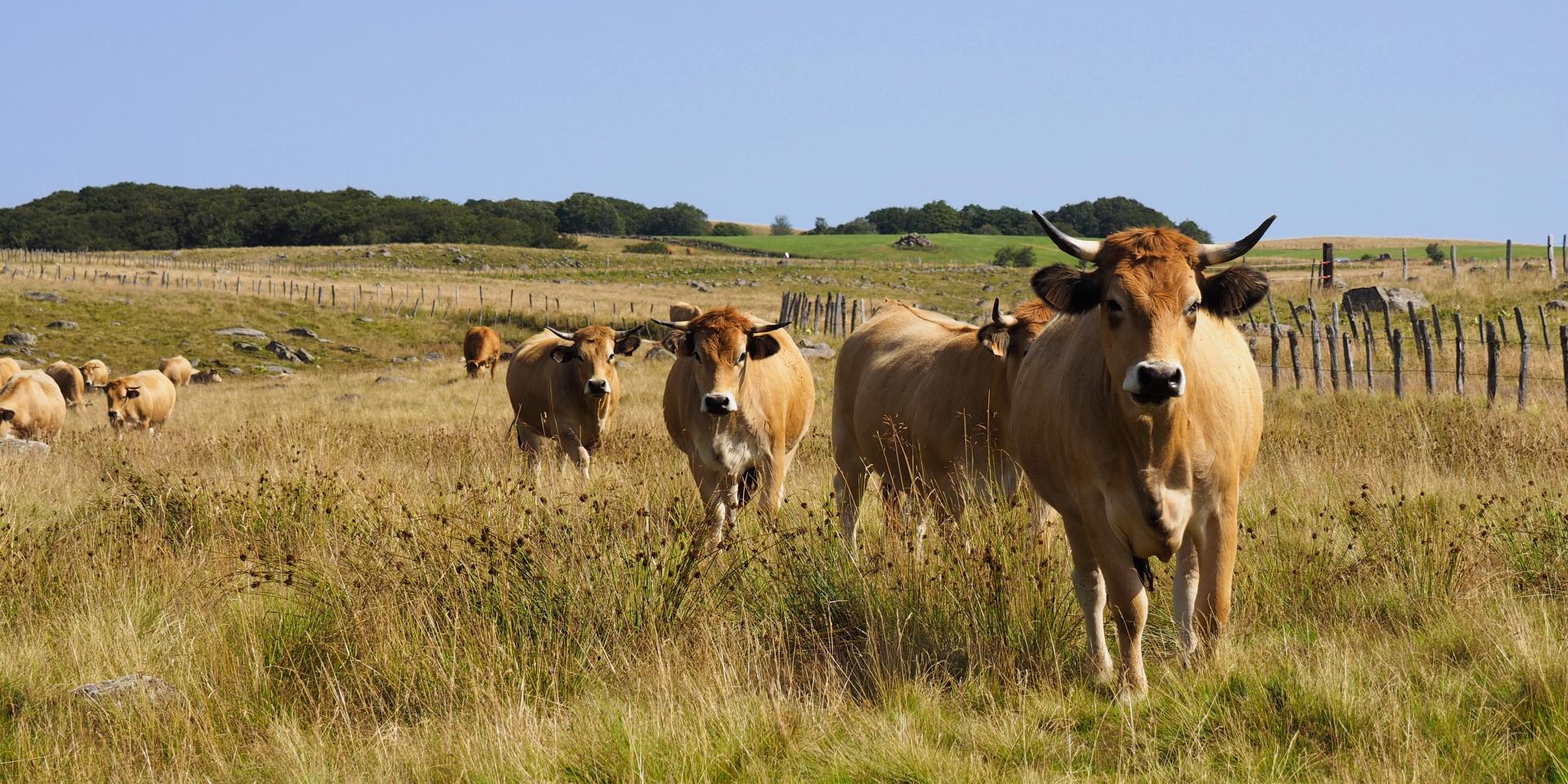 Troupeau de vaches de race Aubrac