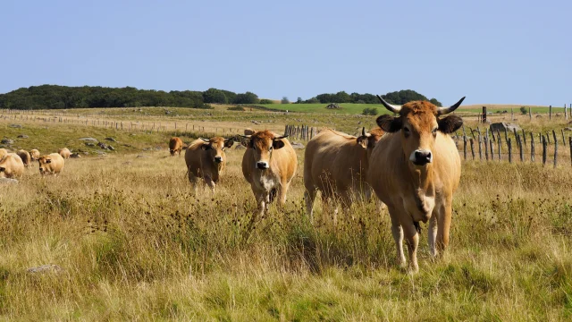 Troupeau de vaches de race Aubrac