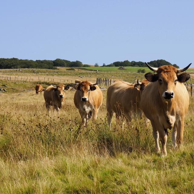 Troupeau de vaches de race Aubrac