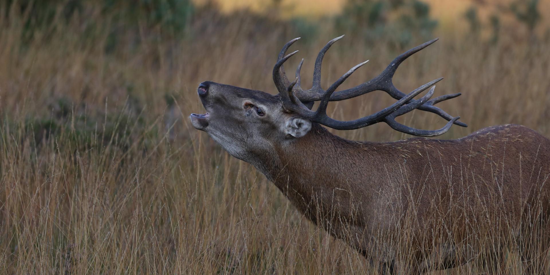 Cerf pendant le brâme sur l'Aubrac.