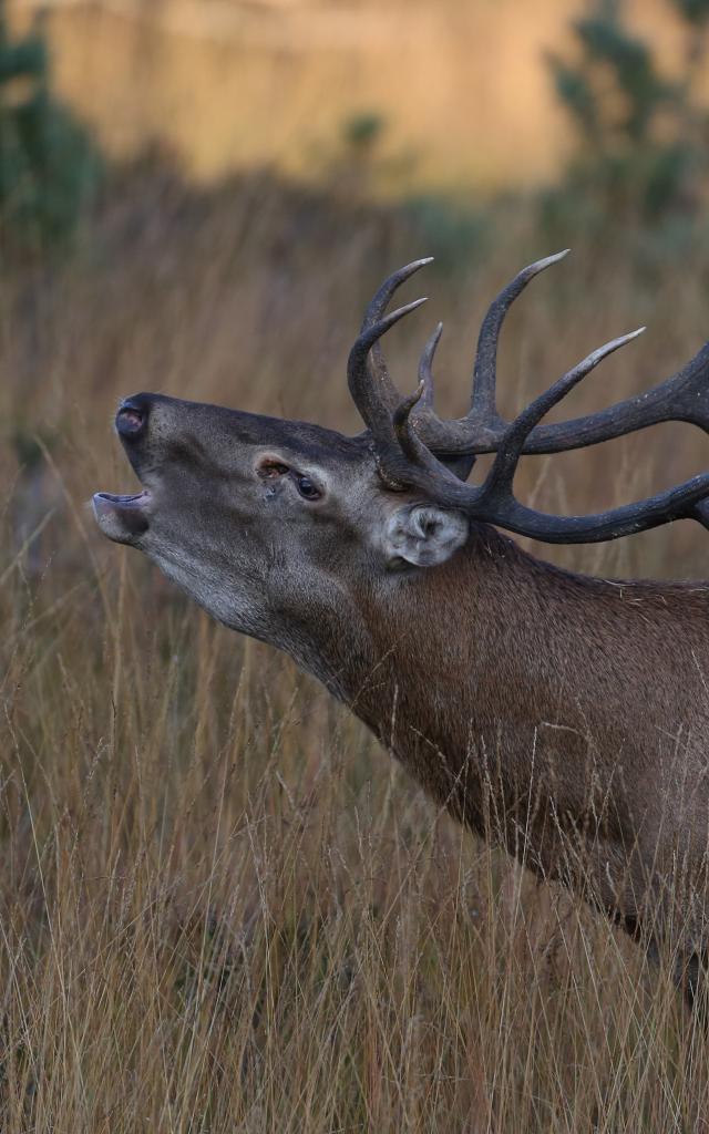 Cerf pendant le brâme sur l'Aubrac.