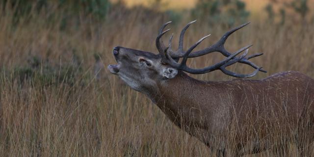 Cerf pendant le brâme sur l'Aubrac.