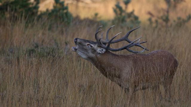 Cerf pendant le brâme sur l'Aubrac.