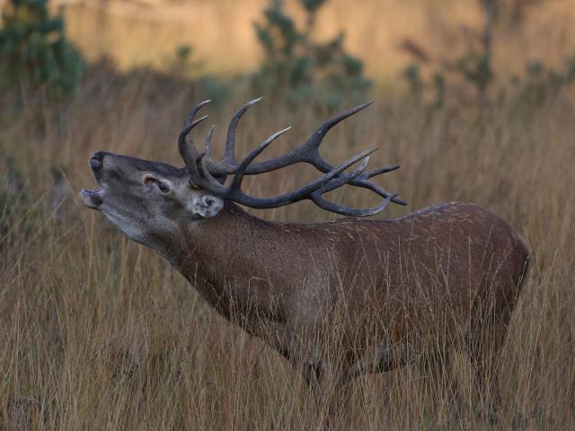 Cerf pendant le brâme sur l'Aubrac.