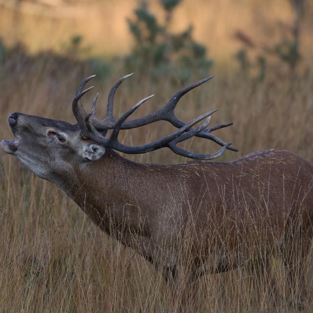 Cerf pendant le brâme sur l'Aubrac.