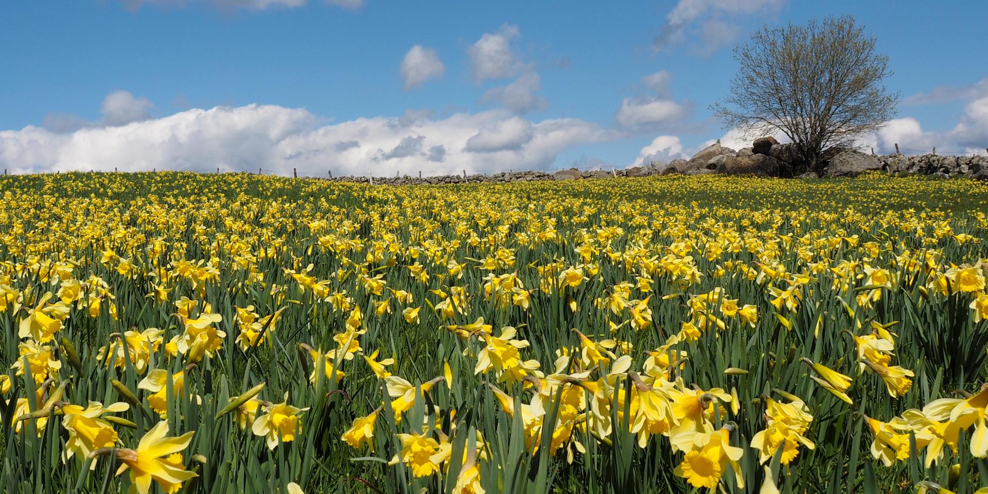 Champ de jonquilles du l'Aubrac.