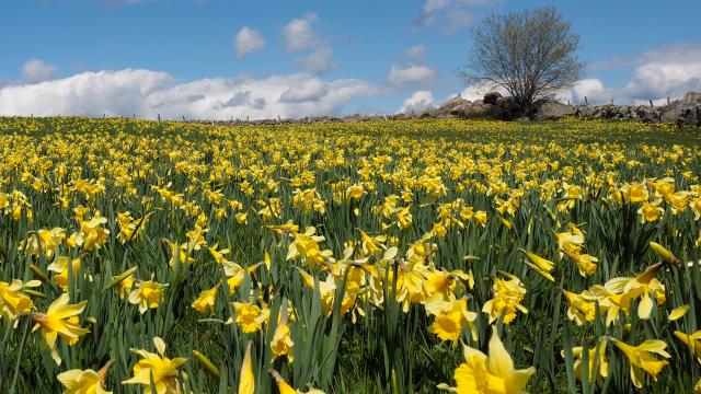 Champ de jonquilles du l'Aubrac.