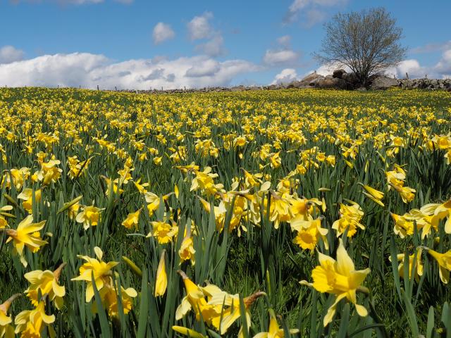 Champ de jonquilles du l'Aubrac.