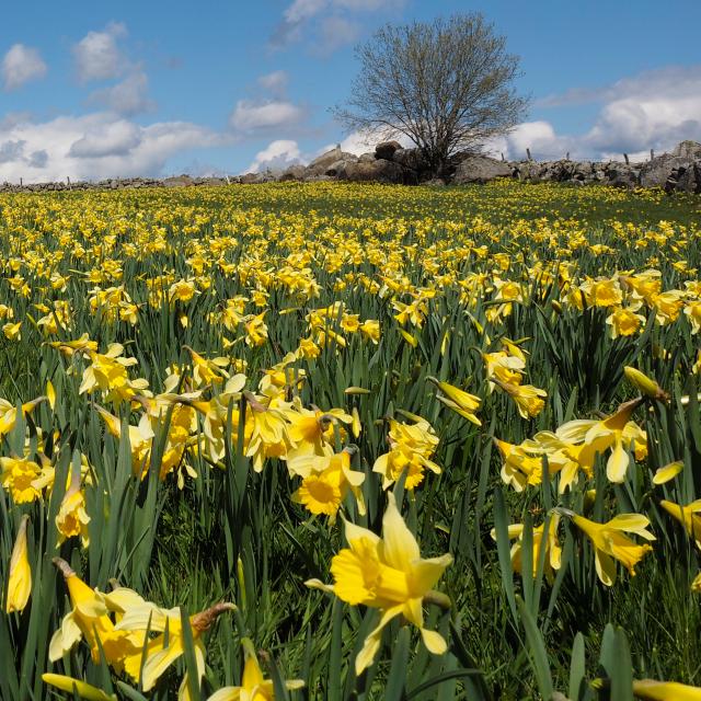 Champ de jonquilles du l'Aubrac.