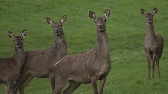 Hinds on the Aubrac