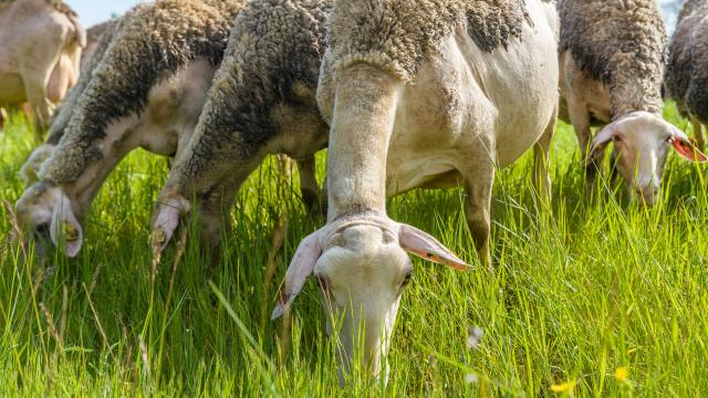 Brebis de race Lacaune en pâturage sur le causse de Sauveterre