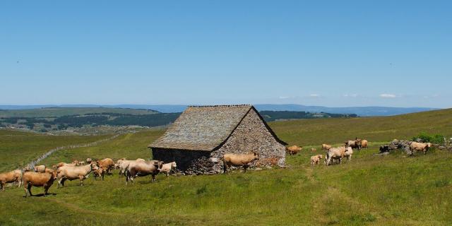 Buron sur l'Aubrac avec troupeau de vaches races Aubrac.