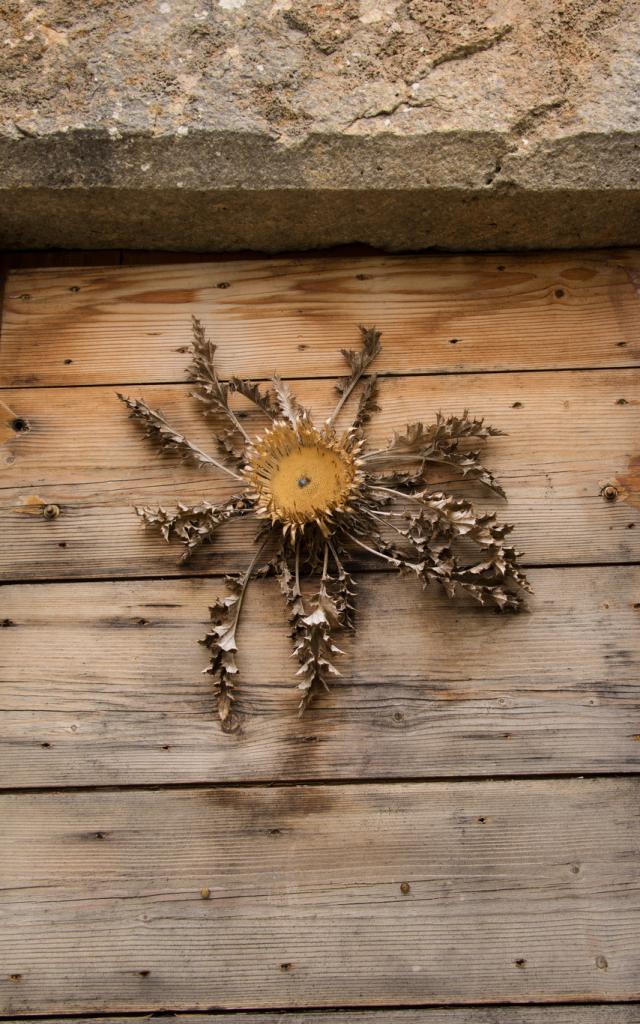 Cardabelle.Le vrai nom de ce chardon est Carline à feuilles d’acanthe, mais on l’appelle Cardabelle dans la région. On la retrouve séchée et clouée aux portes des maisons dans certains villages en décoration, comme baromètre (le capitule -la partie centrale- se referme à l’approche du mauvais temps) ou en guise de porte-bonheur. La cardabelle est désormais protégée car en voie de disparition. Ne l’emportez donc pas si vous la croisez en sortant des chemins sur les causses de Lozère.