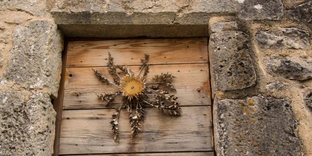 Cardabelle.Le vrai nom de ce chardon est Carline à feuilles d’acanthe, mais on l’appelle Cardabelle dans la région. On la retrouve séchée et clouée aux portes des maisons dans certains villages en décoration, comme baromètre (le capitule -la partie centrale- se referme à l’approche du mauvais temps) ou en guise de porte-bonheur. La cardabelle est désormais protégée car en voie de disparition. Ne l’emportez donc pas si vous la croisez en sortant des chemins sur les causses de Lozère.