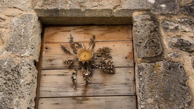 Cardabelle.Le vrai nom de ce chardon est Carline à feuilles d’acanthe, mais on l’appelle Cardabelle dans la région. On la retrouve séchée et clouée aux portes des maisons dans certains villages en décoration, comme baromètre (le capitule -la partie centrale- se referme à l’approche du mauvais temps) ou en guise de porte-bonheur. La cardabelle est désormais protégée car en voie de disparition. Ne l’emportez donc pas si vous la croisez en sortant des chemins sur les causses de Lozère.