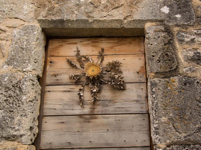 Cardabelle The real name of this thistle is Carline à feuilles d'acanthe, but it's known as Cardabelle in the region. It can be found dried and nailed to house doors in some villages as decoration, as a barometer (the central part of the flowerhead closes when bad weather approaches) or as a good-luck charm. The cardabella is now protected as it is endangered. So don't take it with you if you come across it on your way out onto the Lozère limestone plateaus.