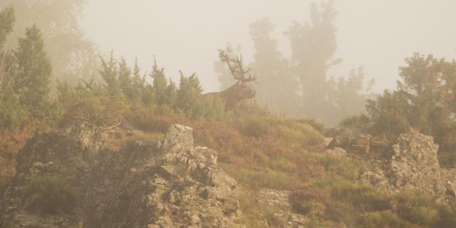 Deer in the mist on the Aubrac.