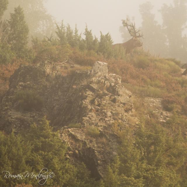 Cerf dans la brume sur l'Aubrac.