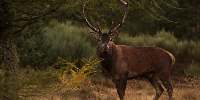 Stag - Stag bellowing in Aubrac