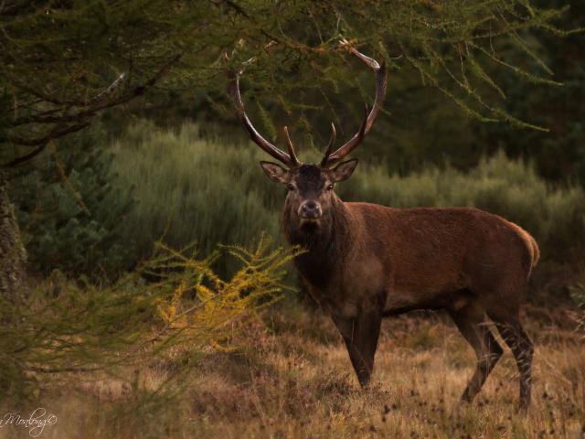 Cerf - Brame du cerf en Aubrac