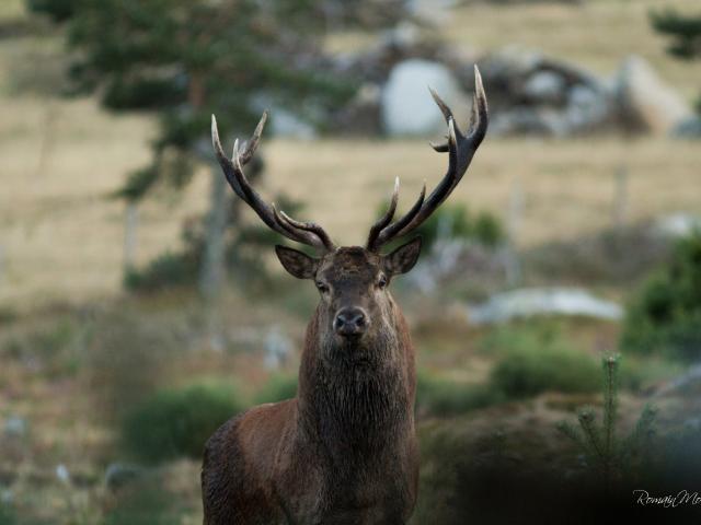 Cerf sur l'Aubrac