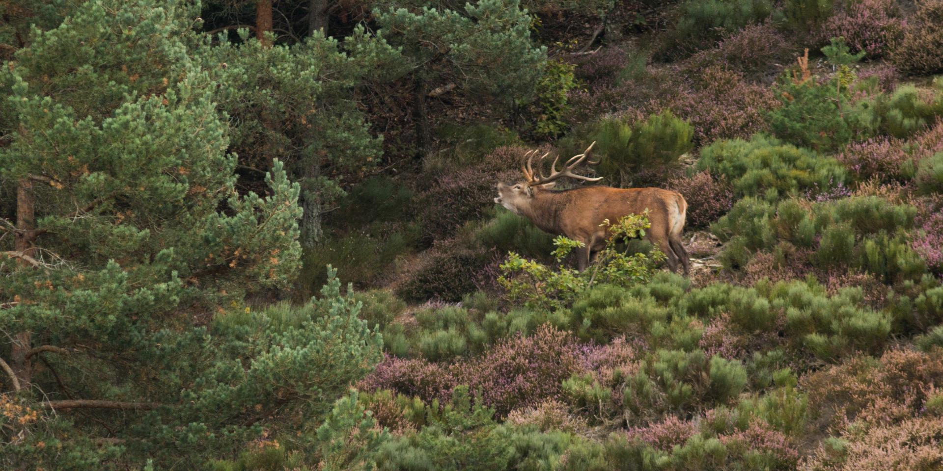 Deer bellowing in Aubrac