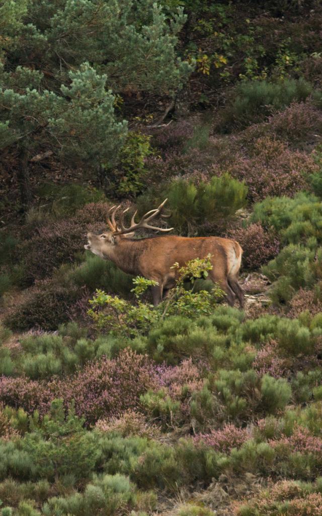 Deer bellowing in Aubrac