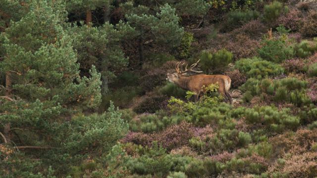 Brame du cerf sur l'Aubrac