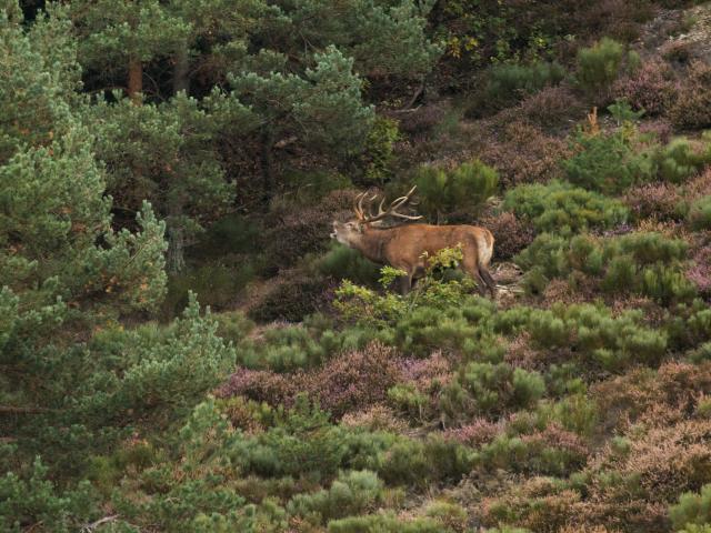 Brame du cerf sur l'Aubrac