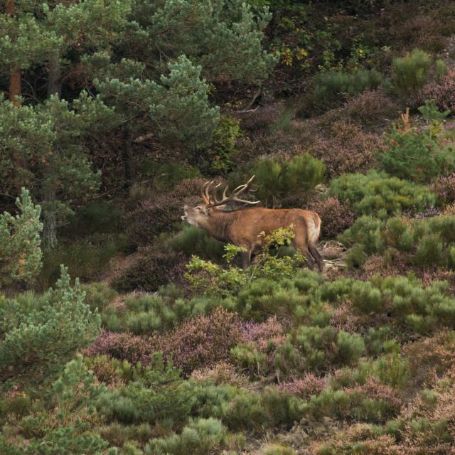 Brame du cerf sur l'Aubrac