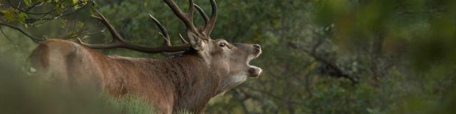 Brame du cerf sur l'Aubrac