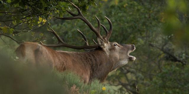 Deer bellowing in Aubrac