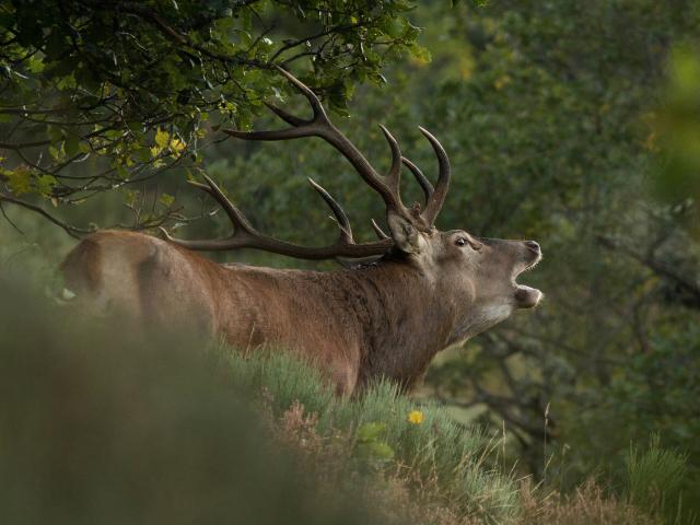 Brame du cerf sur l'Aubrac