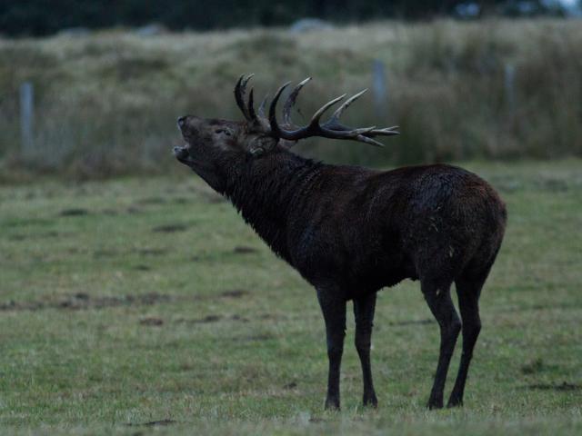 Stag - Stag bellowing in Aubrac