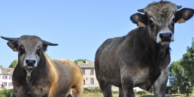 Deux Taureaux à Trelans de race Aubrac